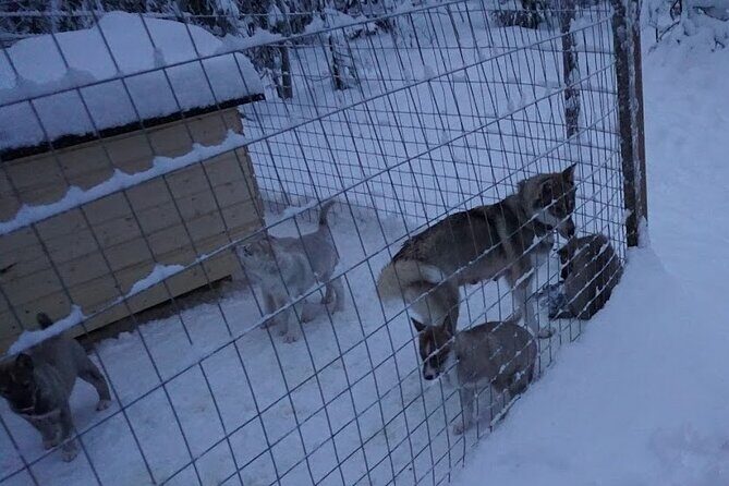 10 km Authentic Husky Safari in the Taiga Forest – Family Kennel - Why This Taiga Husky Safari Feels Remote (in a Good Way)