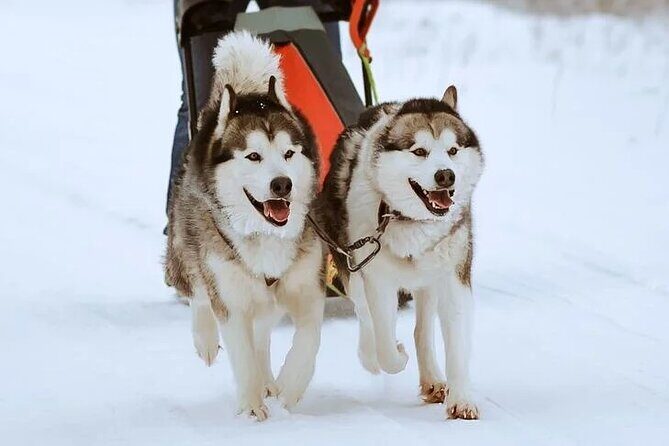 10 km Authentic Husky Safari in the Taiga Forest – Family Kennel - After the Ride: Dog Time, Photos, and Real Questions