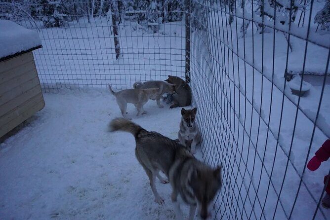 10 km Authentic Husky Safari in the Taiga Forest – Family Kennel - At the Kennel: Meet the Huskies and Get Serious About Safety