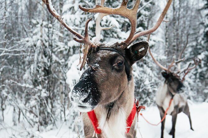 2km Sleigh Ride & Feeding Experience at Traditional Reindeer Farm - A 2km Reindeer Sleigh Ride in Rovaniemi: What Makes It Worth It