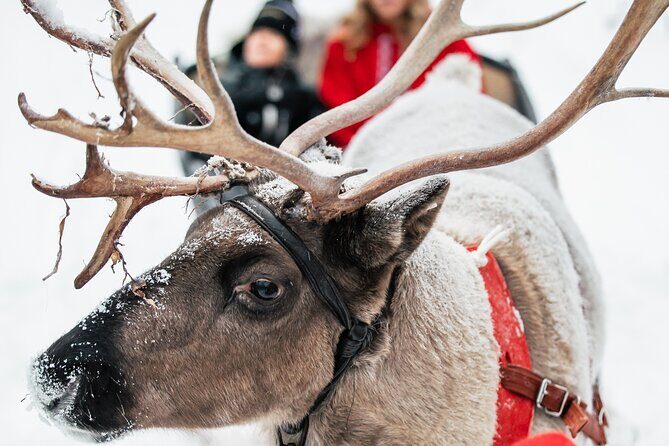 2km Sleigh Ride & Feeding Experience at Traditional Reindeer Farm - What’s Included in the $116 Price (and How to Judge Value)