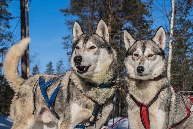5KM Husky Sled Ride from Levi - Meeting the huskies at the farm: close-up time before you run
