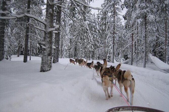 5KM Husky Sled Ride from Levi - The 5 km route: what the ride feels like on a self-drive sled