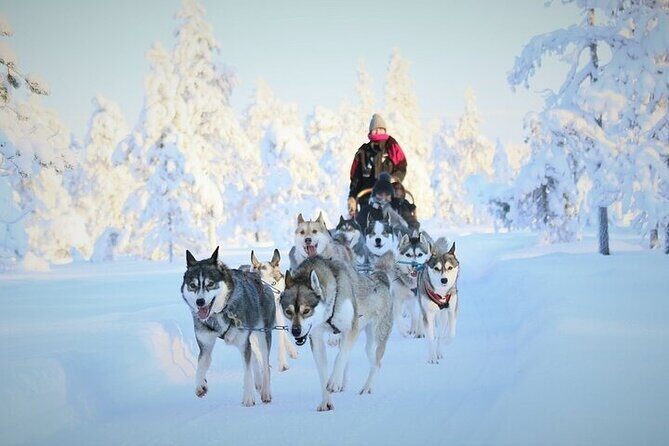 8-10km Husky Ride in the Taiga and Visit Other Farm Animals - Key things to know before you go