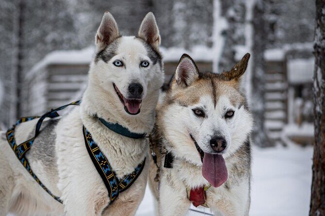 8-10km Husky Ride in the Taiga and Visit Other Farm Animals - Why This 8–10km Husky Ride in Rovaniemi Feels Like a Storybook