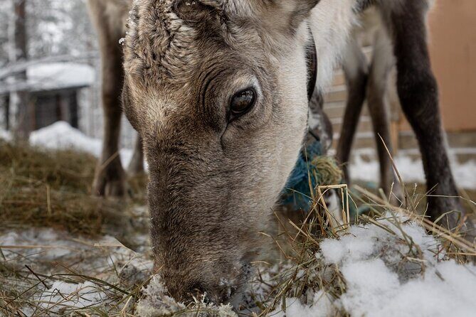 8-10km Husky Ride in the Taiga and Visit Other Farm Animals - The Ride Through the Taiga: Distance, Cold, and What You Control