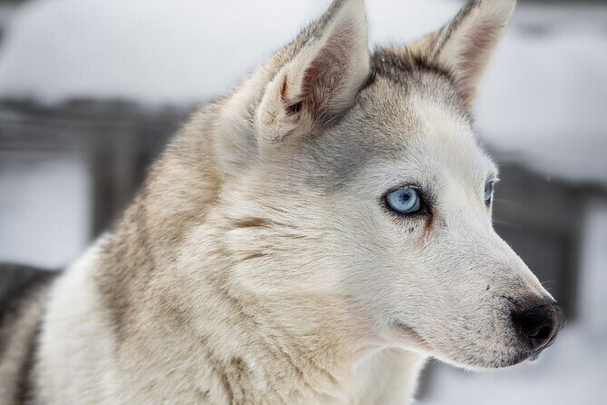 8-10km Husky Ride in the Taiga and Visit Other Farm Animals - More Farm Animals Than Just Huskies