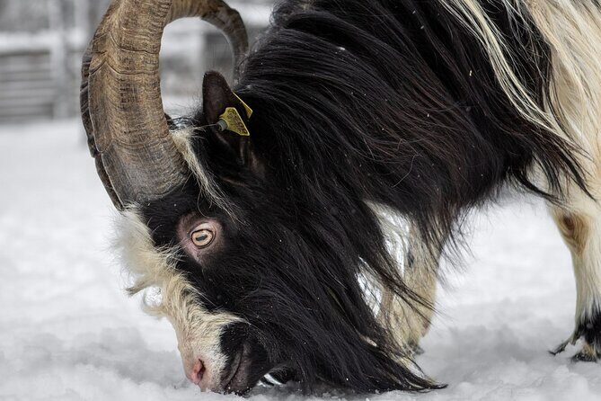 8-10km Husky Ride in the Taiga and Visit Other Farm Animals - Who This Tour Suits (and Who Should Skip It)
