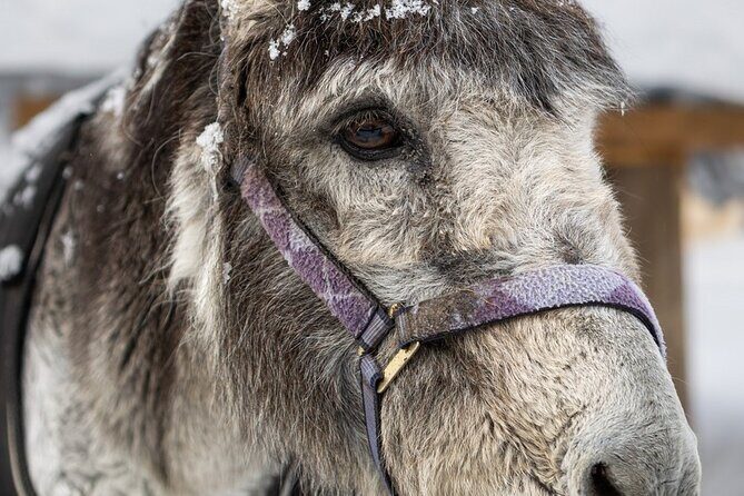 8-10km Husky Ride in the Taiga and Visit Other Farm Animals - Getting There: The 1-Hour Minivan Transfer and 8:30 Start