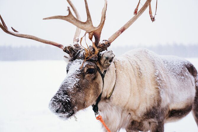 Apukka Reindeer Journey - Where the Apukka Reindeer Journey starts (and how pickup works)