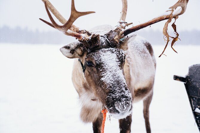 Apukka Reindeer Journey - The kota stop: hot berry juice, biscuits, and a warm reset