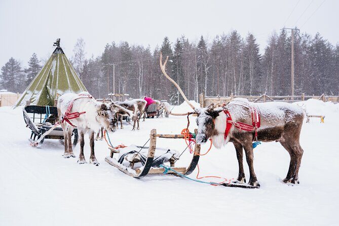 Apukka Reindeer Journey - Price and value: does $215.54 make sense?