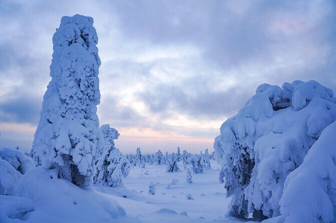 Arctic Adventure through Magical Frozen Forests of Riisitunturi - What the Tour Does Best: Scenery + Guidance + Timing