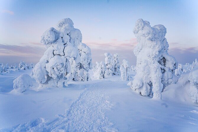 Arctic Adventure through Magical Frozen Forests of Riisitunturi - Price and Value: Is $228.56 Worth It?