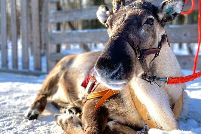 Arctic Animals Adventure with Lunch Buffet - Pickup in Rovaniemi: quick start, fewer headaches