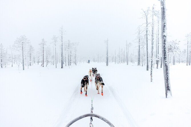 Arctic Animals Adventure with Lunch Buffet - Reindeer sleigh ride (500m): calm pace, more animal focus