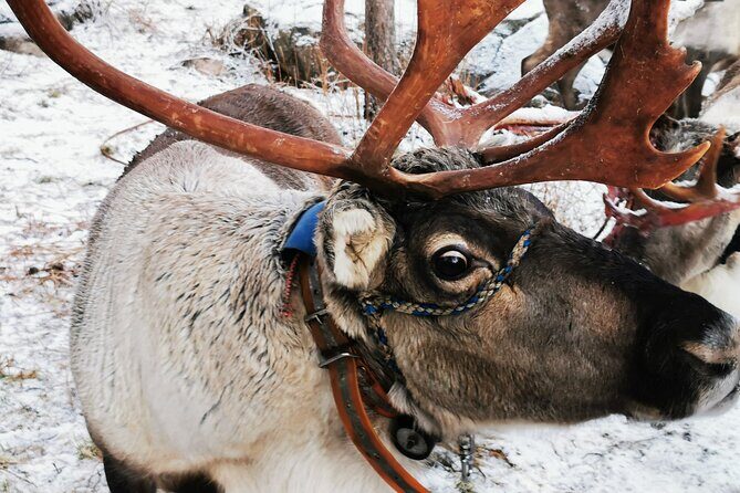 Arctic Animals Adventure with Lunch Buffet - Timing and the transition to Ranua Wildlife Park