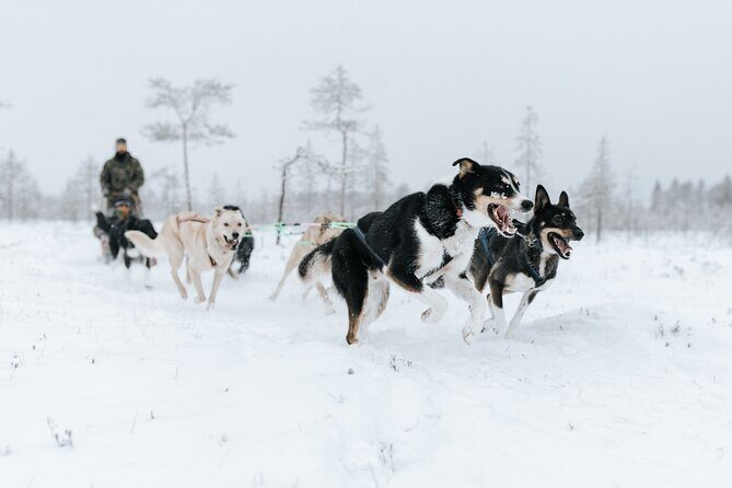 Arctic Animals Adventure with Lunch Buffet - Ranua Wildlife Park (14:00-16:00): make your two hours count