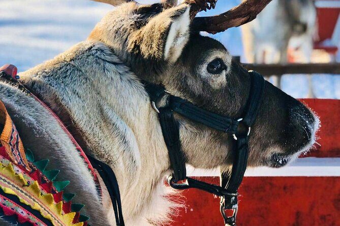 Arctic Animals Adventure with Lunch Buffet - Guides, driving, and why the human factor is the hidden feature