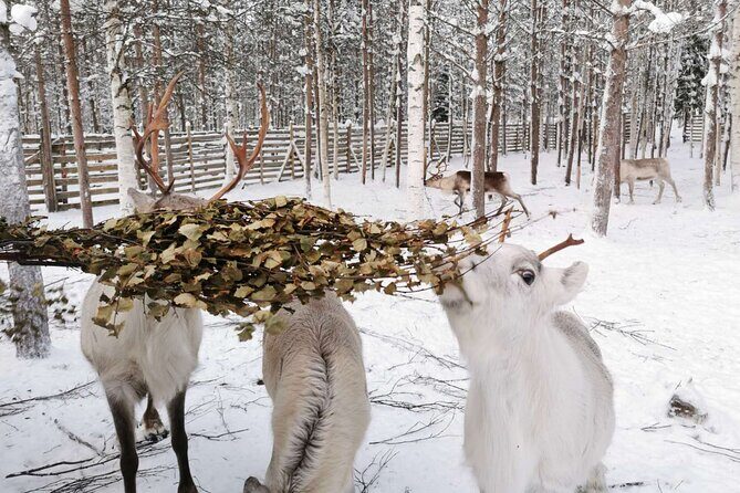 Arctic Animals Adventure with Lunch Buffet - Husky sleigh ride (800m): what you’re really getting