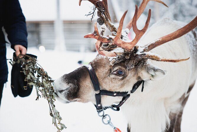 Arctic Circle Highlights Family Day - A Rovaniemi family Arctic Circle day built around the favorites