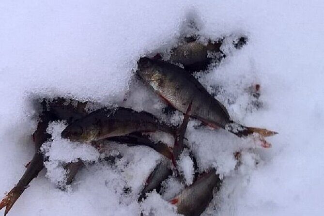Arctic Day with Ice Fishing and Floating - Snowshoeing in Lapland: getting your footing before the ice