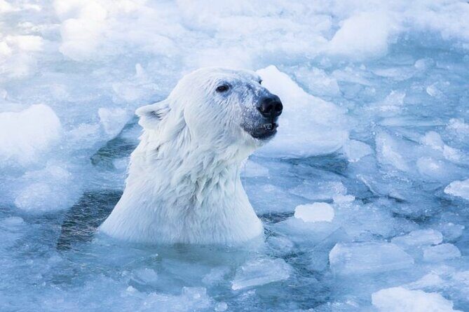 Arctic Polar Bear Adventure with Lunch in Rovaniemi! - Polar bear viewing: how to think about sightings
