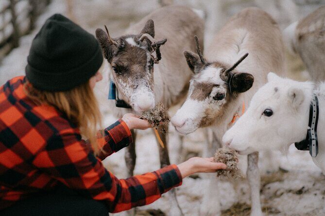 Arctic Reindeer Farm Experience with Snowshoeing in the Wild - Key things to know before you go