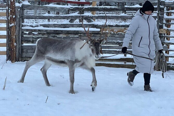 Arctic Reindeer Farm Experience with Snowshoeing in the Wild - Pickup and the 35-Minute Drive: Why Timing Matters Here