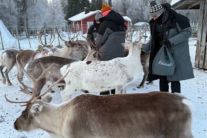 Authentic Reindeer Experience and Ice Fish with Lunch in the Wild - Soma Hideout Cabin Lunch: Fish Soup in a Real Wilderness Setting