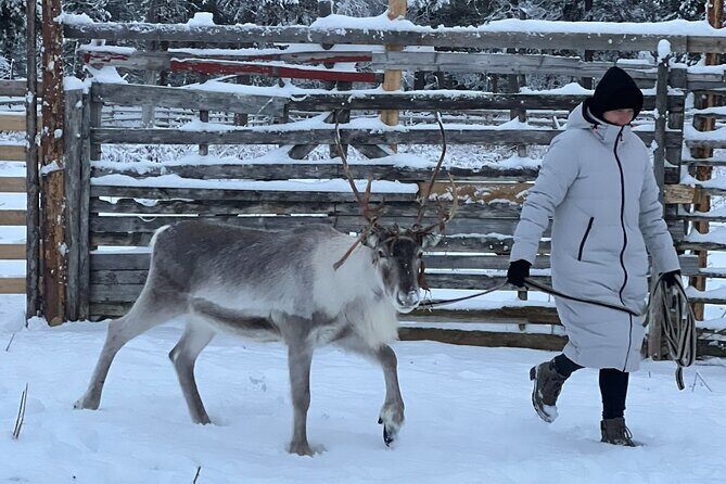 Authentic Reindeer Experience and Ice Fish with Lunch in the Wild - Who This Reindeer and Ice Fishing Trip Fits Best