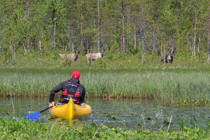 Authentic Reindeer Farm and Canoe Experience from Rovaniemi - Feeding lichen by hand: A simple act that teaches you a lot
