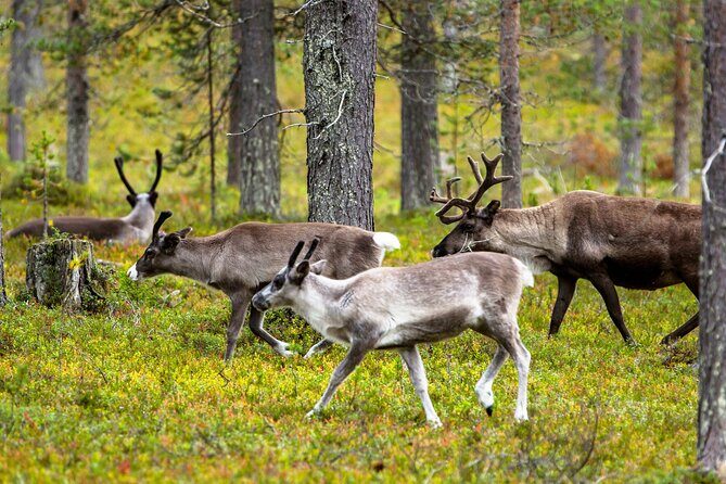 Auttiköngäs Nature Trail - The 6-hour rhythm: hotel pickup, trail time, and back again