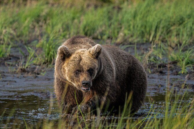 Bear and Arctic Animals 2 Day Trip from Rovaniemi - Key highlights you’ll care about most