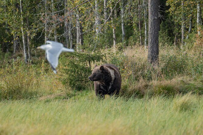Bear and Arctic Animals 2 Day Trip from Rovaniemi - Overnight in the Wilderness Cabin: Comfort for a Wild Setting