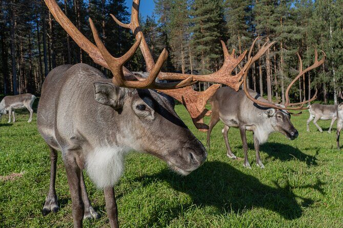 Bear and Arctic Animals 2 Day Trip from Rovaniemi - Price and Value: What You’re Actually Buying for $939.94