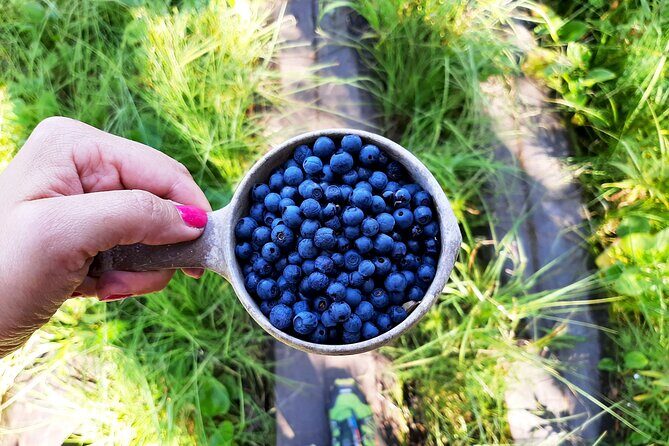 Berry Picking in a National Park - Getting to Liesjärvi: from Kiasma to the taiga in one easy ride