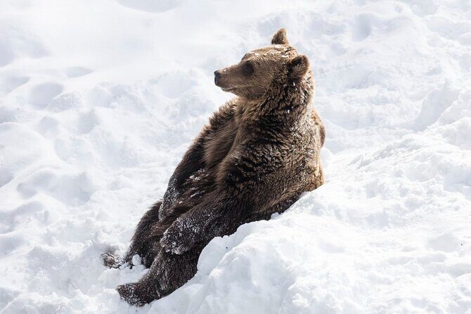 Bus to Ranua Zoo from Rovaniemi - Pickup and drop-off: the winter convenience you’ll feel immediately