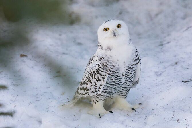 Bus to Ranua Zoo from Rovaniemi - Wildlife viewing basics: dress warm and plan for cold-weather patience