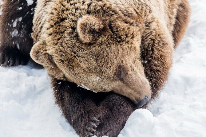 Bus to Ranua Zoo from Rovaniemi - Weather, timing, and realistic expectations in the Arctic