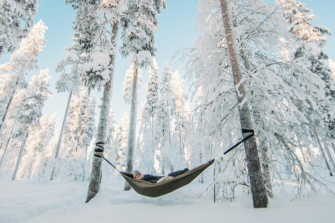 Cocooning in the HaliPuu forest: The ultimate Arctic hammock relaxation - The 500 m Walk to HaliPuu: Old Pines, New Meaning