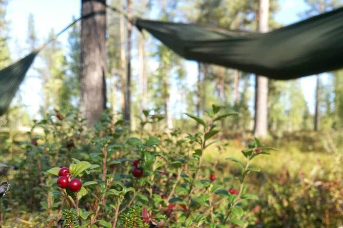 Cocooning in the HaliPuu forest: The ultimate Arctic hammock relaxation - What to Wear in Levi’s Forest Weather (This Is Not Optional)