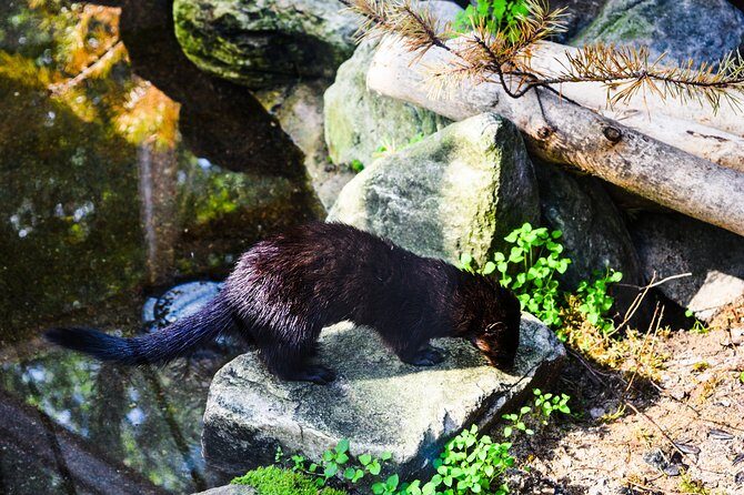 Day Trip to Ranua Arctic Wildlife Park from Rovaniemi - A 6-hour Ranua day trip with pickup and a prebooked ticket
