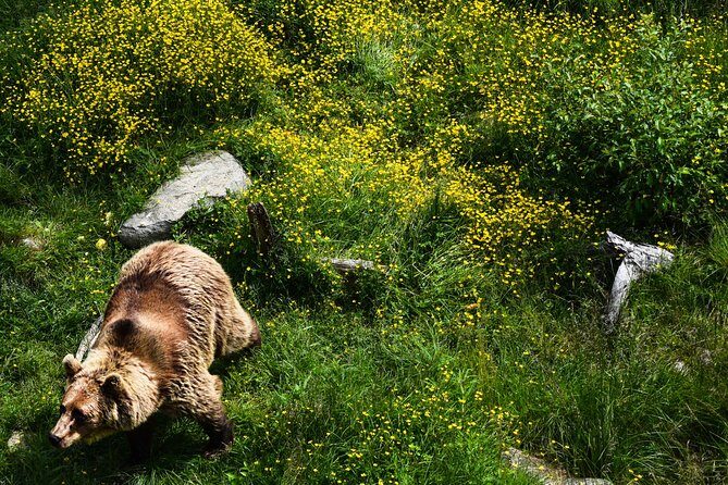 Day Trip to Ranua Arctic Wildlife Park from Rovaniemi - Inside Ranua Zoo: your time with brown bears, wolves and ~50 species