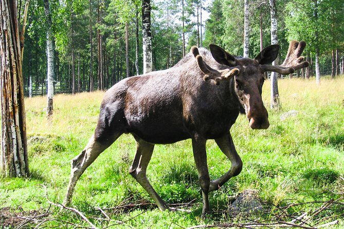 Day Trip to Ranua Arctic Wildlife Park from Rovaniemi - The barbecue lunch: when it happens and why it helps