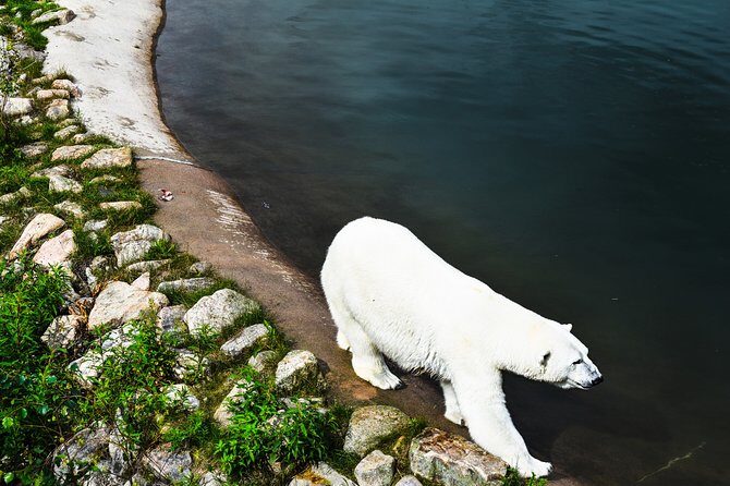 Day Trip to Ranua Arctic Wildlife Park from Rovaniemi - Price and value from Rovaniemi: what $157.74 buys you