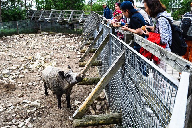 Day Trip to Ranua Arctic Wildlife Park from Rovaniemi - Lapland countryside drive: reindeer spotting along the way