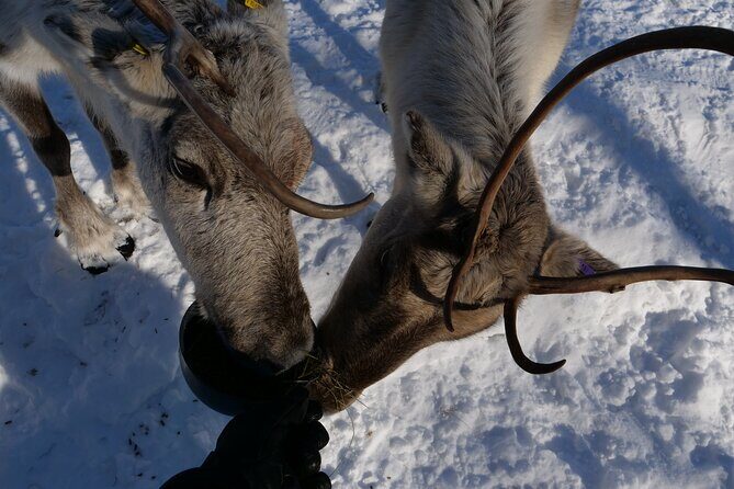 Discover Inari: Reindeer Farm, Siida Museum & Open Fire Lunch - Key Highlights You’ll Feel All Day