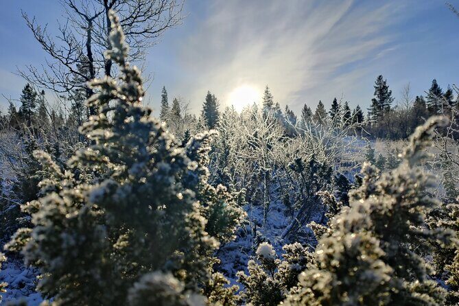 Discover Inari: Reindeer Farm, Siida Museum & Open Fire Lunch - A Practical Look at How the Inari Day Works