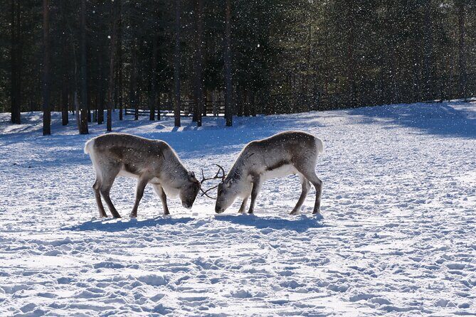 Discover Inari: Reindeer Farm, Siida Museum & Open Fire Lunch - Open-Fire Lunch in Inari: Local Food, Warmth, and a Real Pause